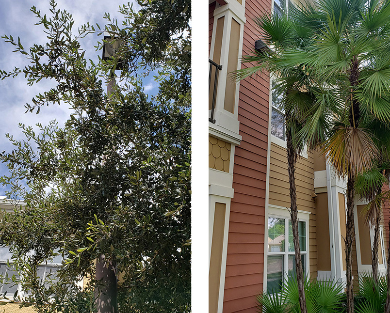 Premises Liability and Apartment - Light Obstruction